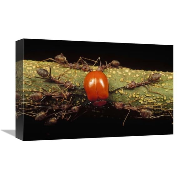 12 x 18 in. Weaver Ant Group Killing Leaf Beetle, Gombak, Malaysia Art Print - Mark Moffett
