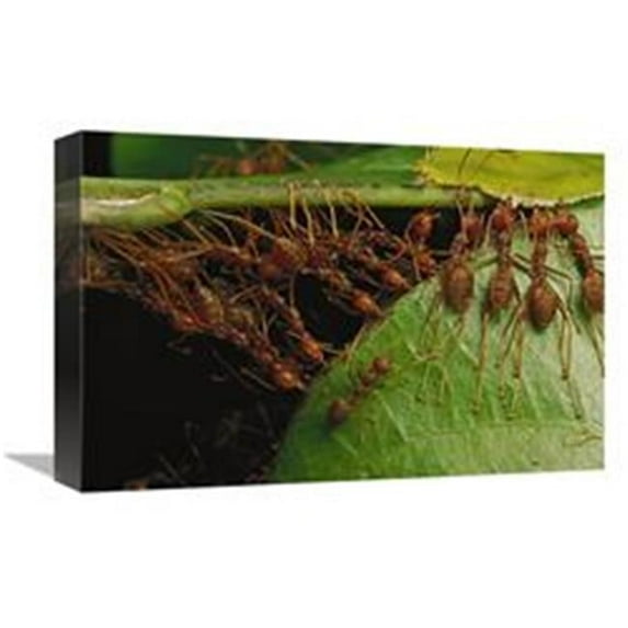 12 x 18 in. Weaver Ants Building Nest by Pulling on Leaves & Forming Chains, Africa Art Print - Mark Moffett