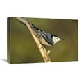 thumbnail image 1 of 12 x 18 in. White-Breasted Nuthatch, Long Island, New York Art Print - Tom Vezo, 1 of 1