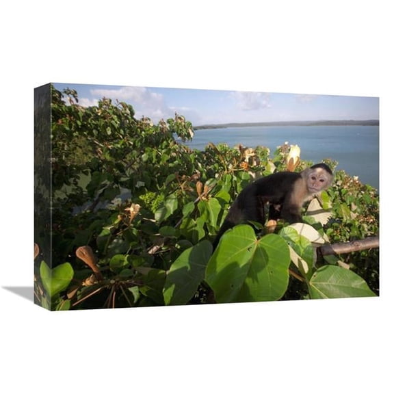 12 x 18 in. White-Faced Capuchin in Canopy, Barro Colorado Island, Panama Art Print - Christian Ziegler
