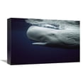 thumbnail image 1 of 12 x 18 in. White Sperm Whale Portrait, Azores Islands, Portugal Art Print - Hiroya Minakuchi, 1 of 1