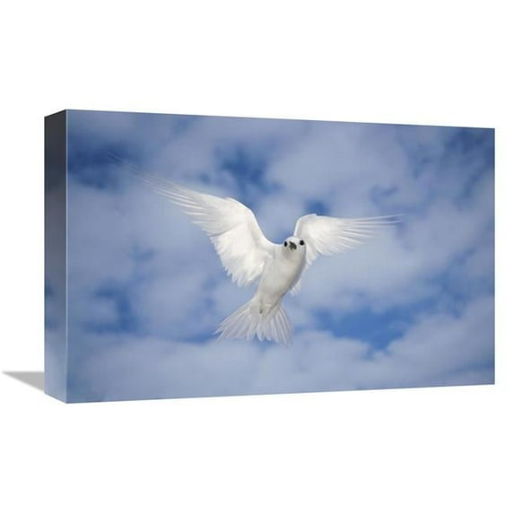 12 x 18 in. White Tern Also Known As Fairy Tern, Hovering in Search of Nest Site, Midway Atoll, Hawaii Art Print - Tui De Roy