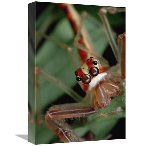 12 x 18 in. Wide-Jawed VIciria Portrait of Male, Singapore Art Print - Mark Moffett