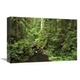 thumbnail image 1 of 12 x 18 in. Wilaby Creek, Olympic National Forest, Washington Art Print - Gerry Ellis, 1 of 1