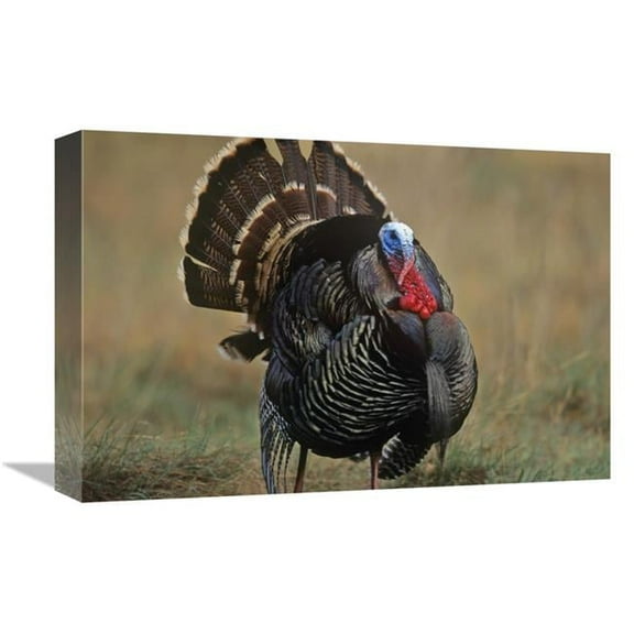 12 x 18 in. Wild Turkey Male, North America Art Print - Tim Fitzharris