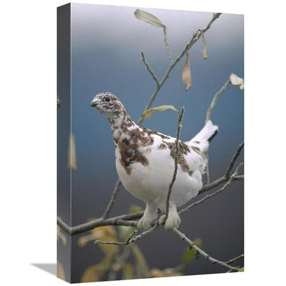12 x 18 in. Willow Ptarmigan with Fall Plumage, Alaska Art Print - Michael Quinton