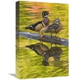 thumbnail image 1 of 12 x 18 in. Wood Duck Pair, North Chagrin Reservation, Ohio Art Print - Steve Gettle, 1 of 1