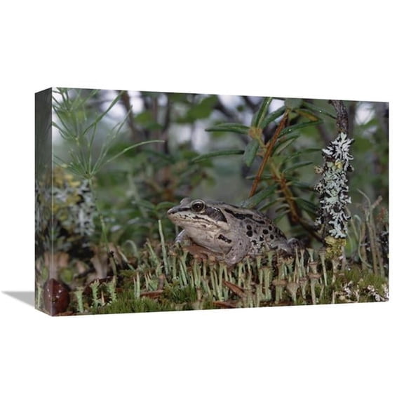 12 x 18 in. Wood Frog on Forest Floor, Alaska Art Print - Michael Quinton