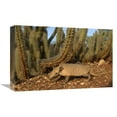 thumbnail image 1 of 12 x 18 in. Yellow Armadillo Walking Beneath A Cactus, Caatinga Habitat, South America Art Print - Pete Oxford, 1 of 1