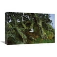 thumbnail image 1 of 12 x 18 in. Yellow-Nosed Albatrosses in Ferns & Island Cape Myrtle, Gough Island Art Print - Tui De Roy, 1 of 1