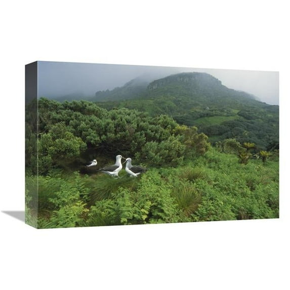 12 x 18 in. Yellow-Nosed Albatrosses in Ferns & Island Cape Myrtle, Gough Island Art Print - Tui De Roy