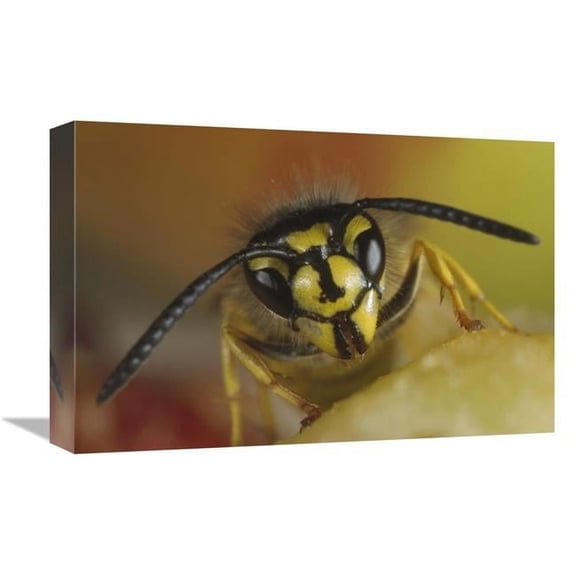 12 x 18 in. Yellowjacket Wasp Feeding on Fruit, Germany Art Print - Konrad Wothe