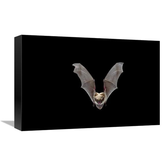12 x 18 in. Yuma Myotis Bat, Female Flying, Drake Creek, Lake County, Oregon Art Print - Michael Durham