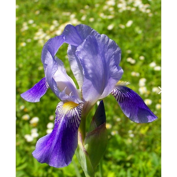120 Iris Seeds Mixed Stunning Perennial, Fragrant Rare Blue Magic Bicolor Siberian Flag Flower