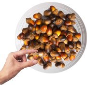 100 PCS Artificial Acorns, Fake Natural Acorns Decoration Thanksgiving Lifelike Simulation Christmas Ornaments Decor for Home Autumn Winter Decorations