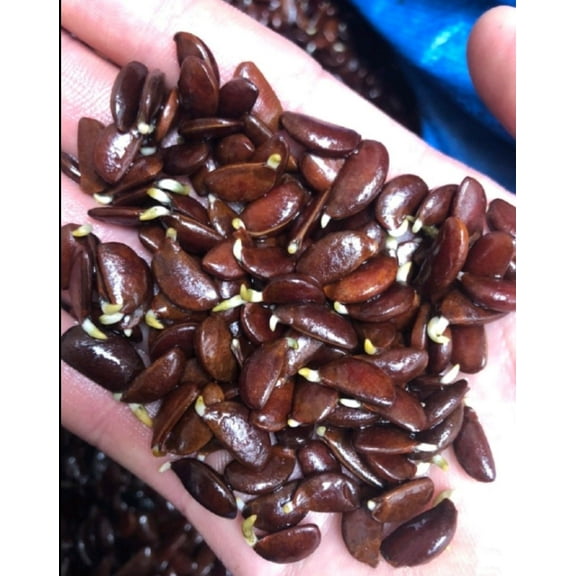 120 Seed Japanese Persimmon Seeds for Planting Outdoors Non GMO Heirloom Fruit Tree