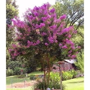 120 Seeds Lagerstroemia Indica Crepe myrtle trees red rocket Mix Color