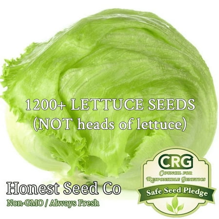 1200+ Batavian Iceberg Lettuce Seeds | Non-GMO Vegetable Lettuce Seeds USA