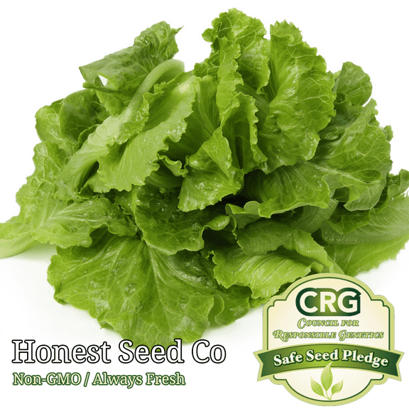 1200+ Black Seeded Simpson LEAF Lettuce | Non-GMO | Fresh Garden Seeds