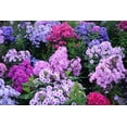 thumbnail image 1 of Victoryventor 1200+ Mixed Phlox Creeping Perennial Ground Cover Plant Seeds, 1 of 5