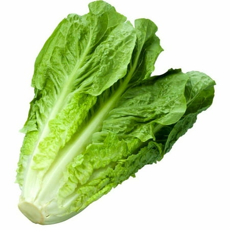 1200+ Romaine Lettuce Seeds | Non-GMO Vegetable Garden Seeds from USA