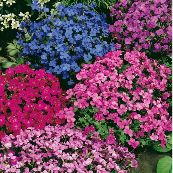 12000 Mixed Creeping Thyme Seeds for Planting, Ground Cover Perennial Seeds Thymus Serpyllum Seed