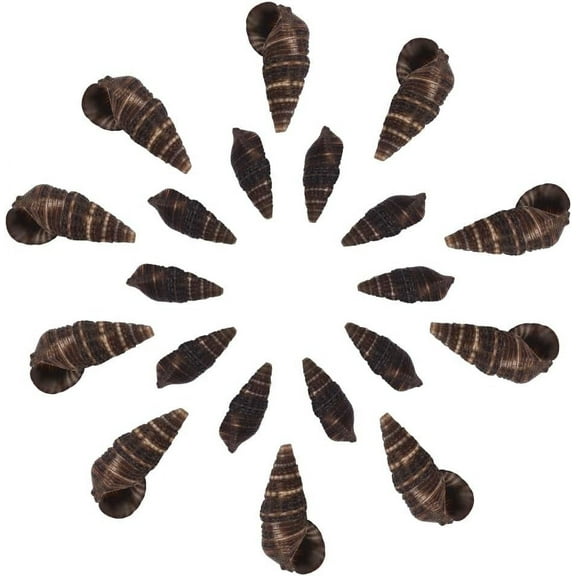 120g Spiral Shell Beads Turritella Shells Seashell Beads No Hole for DIY Jewelry Making Craft Making Home Party Decoration