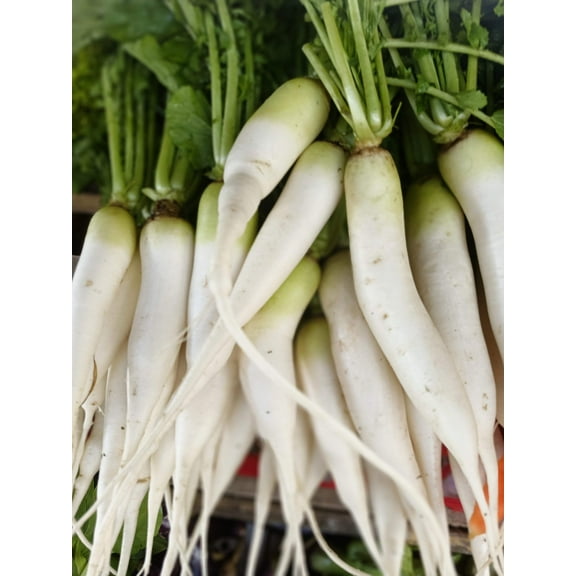 1250 Seeds WHITE ICICLE RADISH Raphanus Sativus Vegetable Seeds
