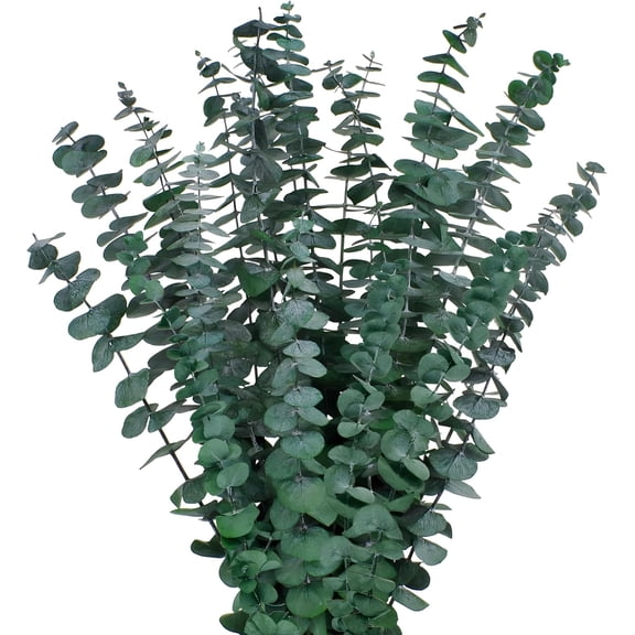 12PCS Dried Eucalyptus Bundle 17'' Real Eucalyptus Stems 100% Natural Fresh Leaves Hanging Plants Greenery Stems for Shower Home Decor Flower Arrangement Wedding