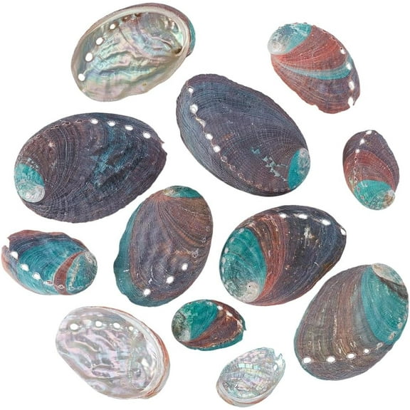 12Pcs 6 Styles Natural Abalone Shells 38~80mm Large Smudge Bowls for Holding Smudge Sticks Iridescent Seashell Shape Incense Burner for Home Decorations Art Crafts Trinkets Display