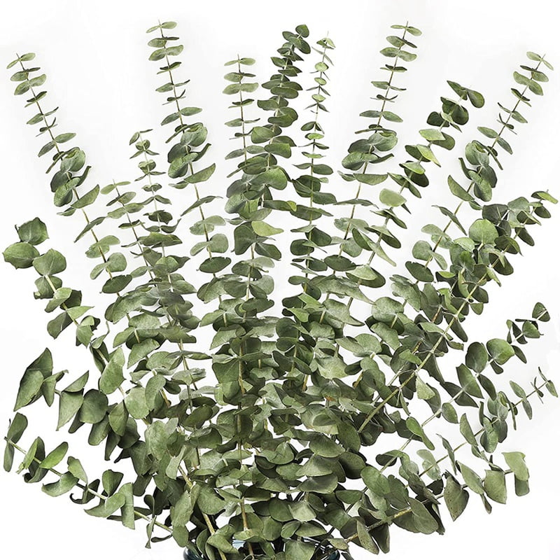 12Pcs Dried Eucalyptus Branches Greenery Stems,17 Inch 100 Real