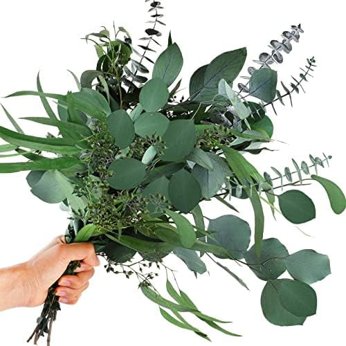 12Pcs Mixed Real Dried Eucalyptus Leaves Stems - Preserved Plant Branches, Silver Dollar Eucalyptus, Seeded Eucalyptus Bouquets for Vase Floral Arrangements Wedding Greenery Decor