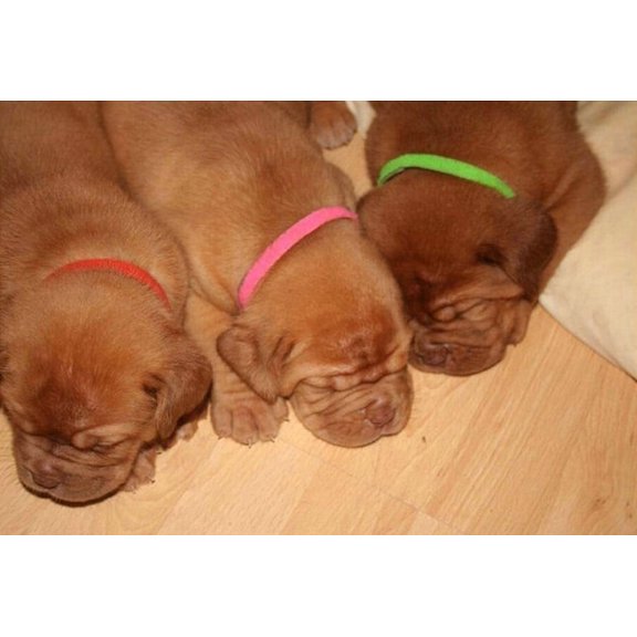 12Pcs Pet Puppy Collars Whelping Identification ID Bands Collars for Pet Newborn Dog Cat