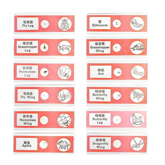 12pcs Slide Specimen Set