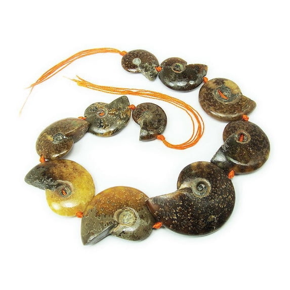 12x14mm - 25x30mm Ammonite Fossil Pieces Graduated Beads For Jewelry Making