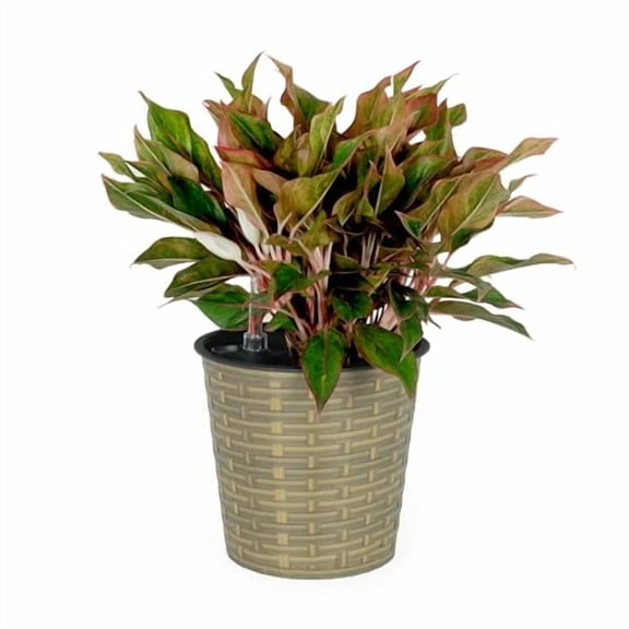 13.4" Self-watering Wicker Decor Planter for Indoor and Outdoor