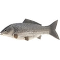 thumbnail image 1 of 13.8 inch Fake Big Carp Decoration Artificial Fish Wall Hanging Lifelike Animal Toy for Home Kitchen Shop Restaurant Christmas Show - Grey, 1 of 3