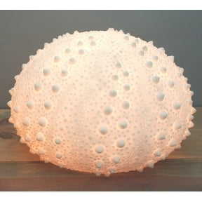 13"D Beach Ocean White Sea Urchin Shell Light Up Frosted Glass Natural Sandstone