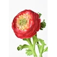 thumbnail image 1 of 13" Faux Red Ranunculus Stem, 1 of 5