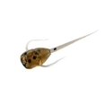 thumbnail image 2 of 13 FISHING - Madpole - Panfish Plastics - 6 Baits Per Pack - MP-PP 2 of 12