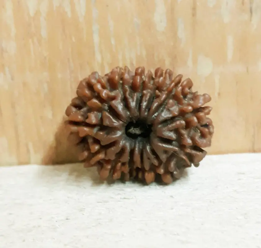 Ankita Gemstones Thirteen Face Brown Rudraksha Beads, 1 Count