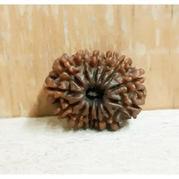 Ankita Gemstones Thirteen Face Brown Rudraksha Beads, 1 Count