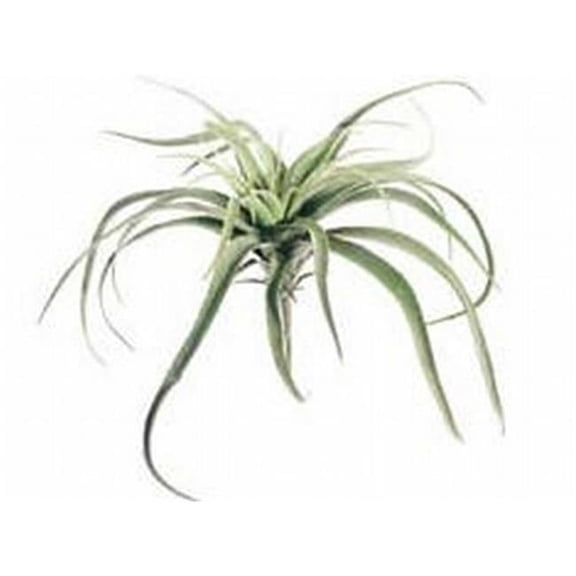 13 in. Large Tillandsia Cactus Green- Case of 12