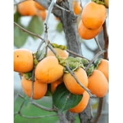 14-24" Jiro Persimmon Tree Seedling Live Plant, Bare Root, Fast Growing