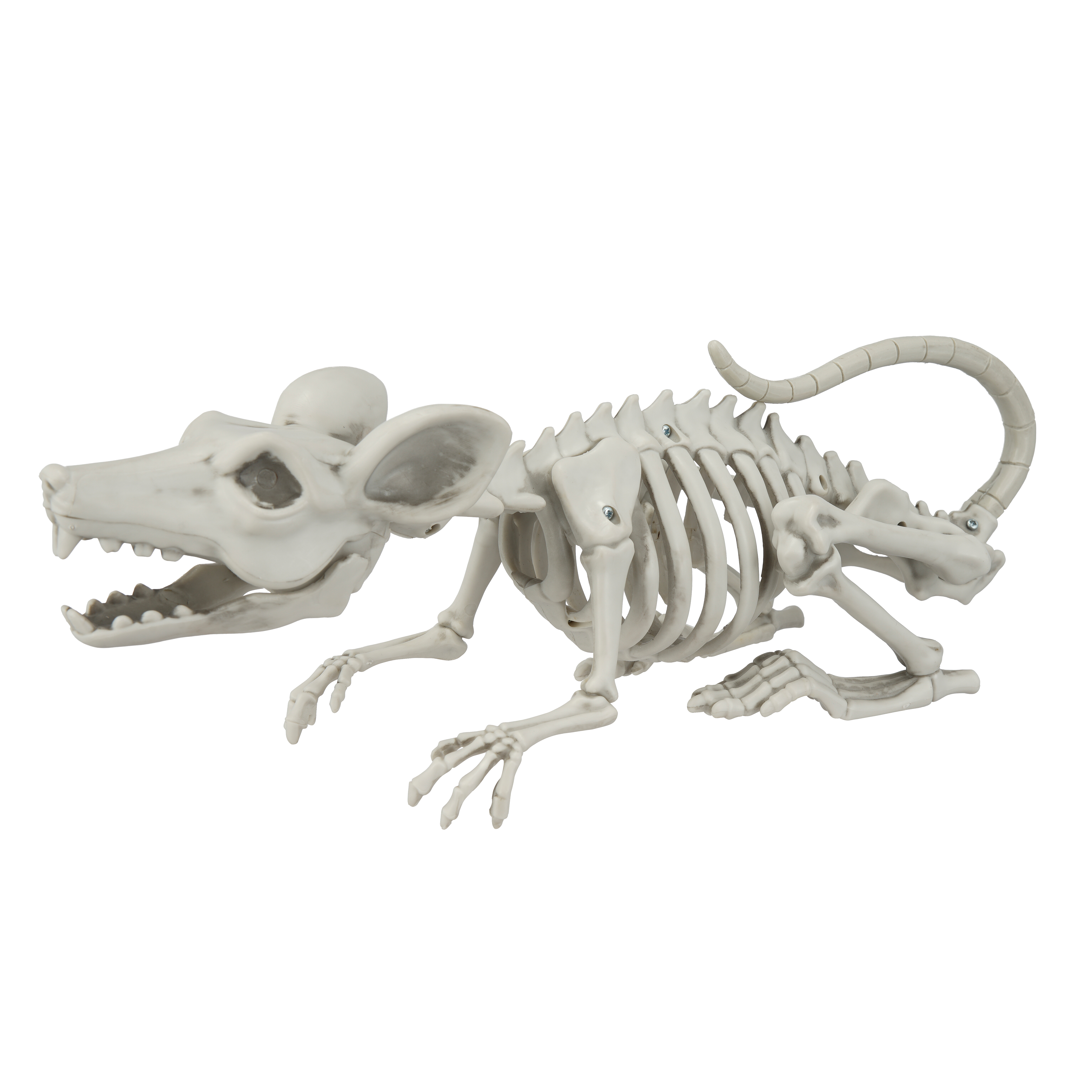 14.5" Rat Skeleton by Ashland-Halloween Dcor for the Home