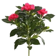14.5 in. Beauty Gardenia Bush