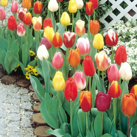 14 Tulip Mixed Bulbs, Perenial Tulip Bulbs, Growing Planting Outdoor