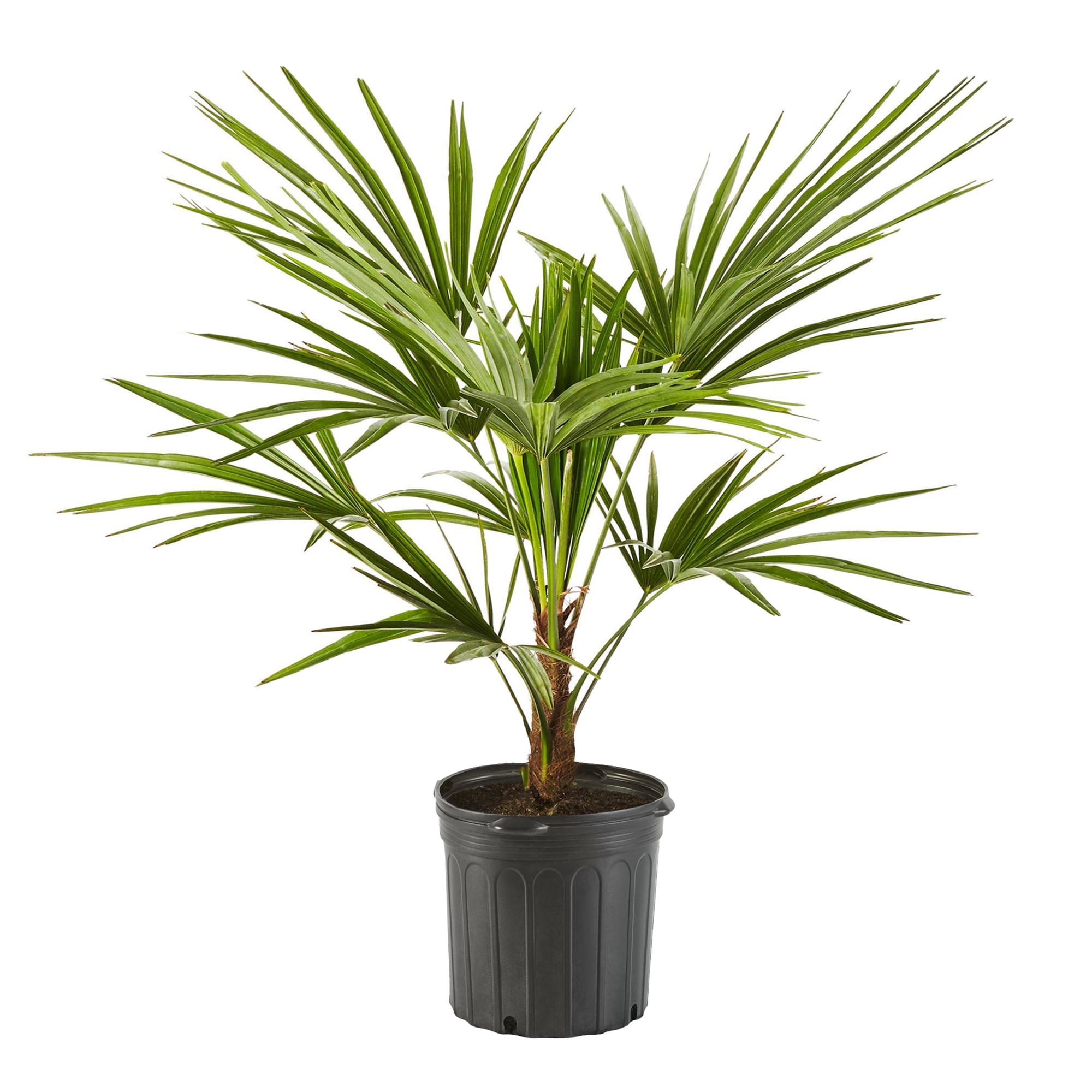 14" Windmill Palm Live Plant