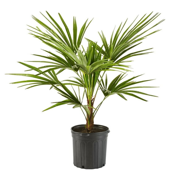 14" Windmill Palm Live Plant