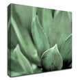 thumbnail image 1 of 14" x 14" Agave 4 by Alan Blaustein - Wall Art Print on Canvas Fabric Green, 1 of 3